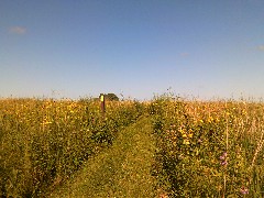 prairie; IAT, WI